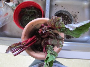 BIrd's eye view of 3 beets in a pot, before another layer of soil is added.