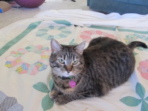 Alice was super-interested in the quilt-sandwich making process.