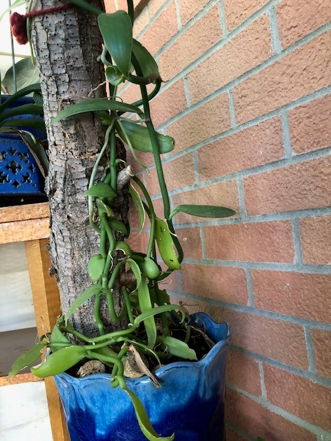 vanilla orchid vine on a branch trellis in a blue ceramic pot, with red brick wall behind it.